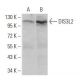 DIS3L2 Antibody (6C7B2) - Western Blotting - Image 358309 