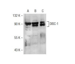 DISC-1 Antibody (B-2) | SCBT - Santa Cruz Biotechnology