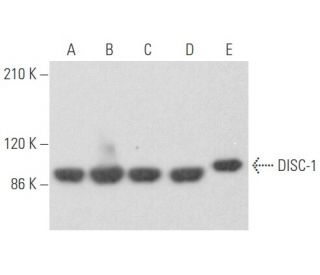 DISC-1 Antibody (B-2) - Western Blotting - Image 355566 