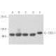 western blotting image from recommended DISC-1 (B-2) monoclonal antibody replacement. Image 355566
