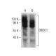 DIXDC1 Antibody (A-6) - Western Blotting - Image 281851