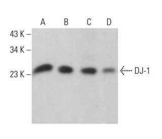 western blotting image from recommended DJ-1 (D-4) monoclonal antibody replacement. Image 381273