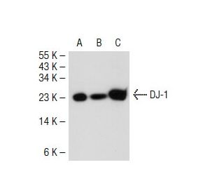 DJ-1 Antibody (A-9) - Western Blotting - Image 37339