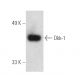 western blotting image from recommended Dkk-1 (B-7) monoclonal antibody replacement. Image 389391