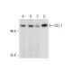 DLC-1 Antibody (C-12) - Western Blotting - Image 130409 