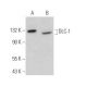 DLC-1 Antibody (C-12) - Western Blotting - Image 374905