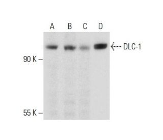western blotting image from recommended DLC-1 (C-12) monoclonal antibody replacement. Image 130409