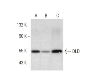 DLD Antibody (D-8) - Western Blotting - Image 298645 