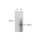 DLEC1 Antibody (C-1) - Western Blotting - Image 290945