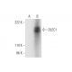 DLEC1 Antibody (C-1) - Western Blotting - Image 295740 