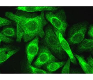 DLEC1 Antibody (D-11) - Immunofluorescence - Image 381710 
