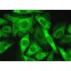 DLEC1 Antibody (D-11) - Immunofluorescence - Image 381710 