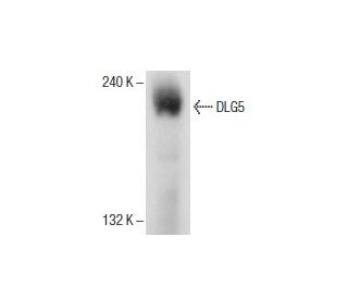 DLG5 Antibody (A-11) - Western Blotting - Image 151640 