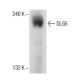 DLG5 Antibody (A-11) - Western Blotting - Image 151640 