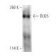 DLG5 Antibody (A-11) - Western Blotting - Image 400903