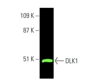 DLK1 Antibody (B-7) - Western Blotting - Image 378940