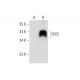 DLK2 Antibody (D-5) - Western Blotting - Image 314480