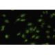Dlx-1 Antibody (F-16) - Immunofluorescence - Image 35506