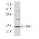 Dlx-1 Antibody (F-16) - Western Blotting - Image 33609 