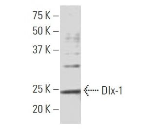 Dlx-1 Antibody (F-16) - Western Blotting - Image 33609The Double Nickase Plasmid features a U6 promoter for sgRNA expression, a 20 nt targeting sequence, and a gRNA scaffold to guide Cas9n. It includes a CBh promoter for Cas9n (D10A) and puromycin resistance, GFP for transfection verification, and nuclear localization signals (NLS). The 2A peptide allows co-expression of Cas9n and Puro from a single promoter, enabling precise genome editing with reduced off-target effects.