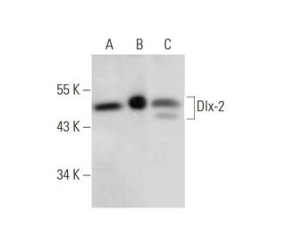 Dlx-2 Antibody (B-5) - Western Blotting - Image 299055
