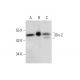 Dlx-2 Antibody (B-5) - Western Blotting - Image 299055