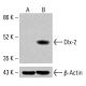 Dlx-2 Antibody (B-5) - Western Blotting - Image 415323