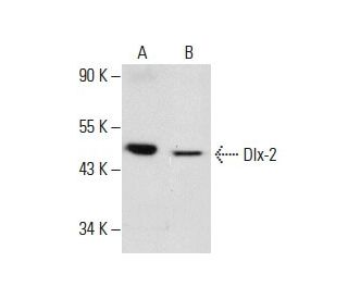 Dlx-2 Antibody (E-7) - Western Blotting - Image 288629