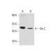 Dlx-2 Antibody (E-7) - Western Blotting - Image 288629