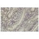 Dlx-2 Antibody (WQ6) - Immunohistochemistry - Image 35946