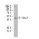 Dlx-2 Antibody (WQ6) - Western Blotting - Image 33610 