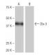 Dlx-3 Antibody (3-RE45) - Western Blotting - Image 64911