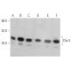 western blotting image from recommended Dlx-5 (H-4) monoclonal antibody replacement. Image 374366