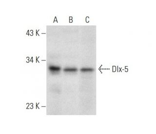 Dlx-5 Antibody (H-4) - Western Blotting - Image 301506