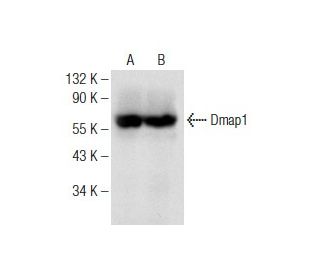 Dmap1 Antibody (B-10) - Western Blotting - Image 147270 