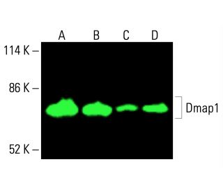 Dmap1 Antibody (B-10) - Western Blotting - Image 416269 