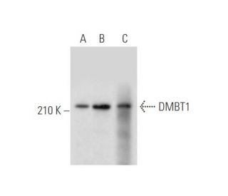 DMBT1 Antibody (A-2) - Western Blotting - Image 333468 