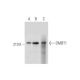 DMBT1 Antibody (A-2) - Western Blotting - Image 333468 