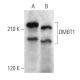 DMBT1 Antibody (A-2) - Western Blotting - Image 357293