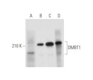 DMBT1 Antibody (H-4) - Western Blotting - Image 333467 