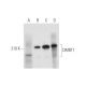 DMBT1 Antibody (H-4) - Western Blotting - Image 333467 