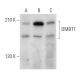 DMBT1 Antibody (H-4) - Western Blotting - Image 357292