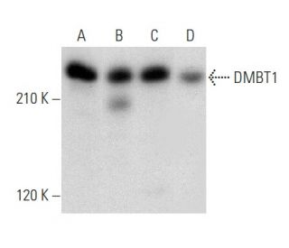 DMBT1 Antibody (G-4) - Western Blotting - Image 357008