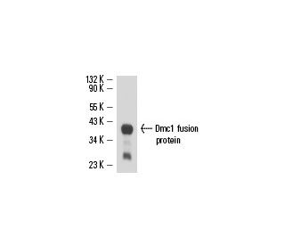 Dmc1 Antibody (1D12/4) - Western Blotting - Image 15717 