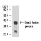 Dmc1 Antibody (1D12/4) - Western Blotting - Image 15717 