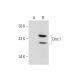 Dmc1 Antibody (1D12/4) - Western Blotting - Image 135139