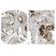 Dmc1 Antibody (2H12/4) - Immunohistochemistry - Image 31579 