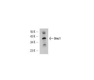 Dmc1 Antibody (2H12/4) - Western Blotting - Image 14968 