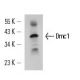 Dmc1 Antibody (2H12/4) - Western Blotting - Image 14968 