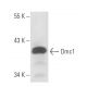 Dmc1 Antibody (3C134) - Western Blotting - Image 18134